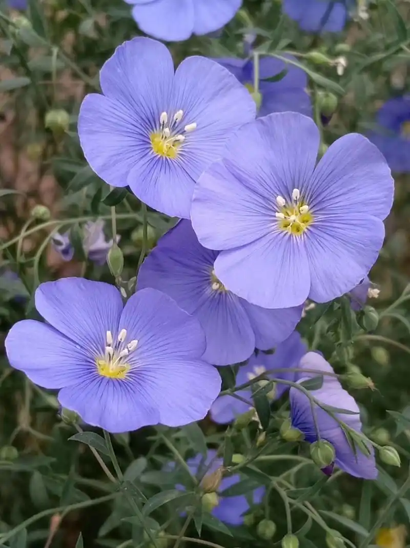 每天认识一种植物# 宿根亚麻 白俄罗斯的国花 淡蓝色,花瓣5枚,花期6