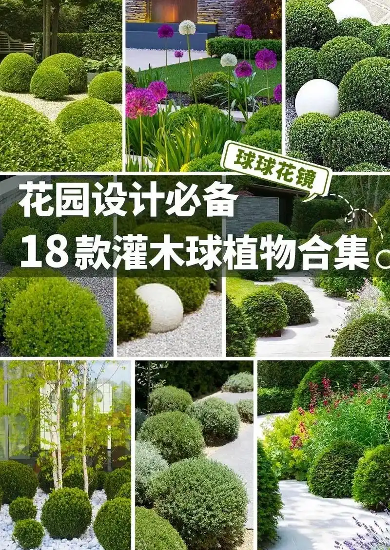 花畔庭.18种花境庭院常用灌木球合集 川滇蜡树球:有清香,常 - 抖音