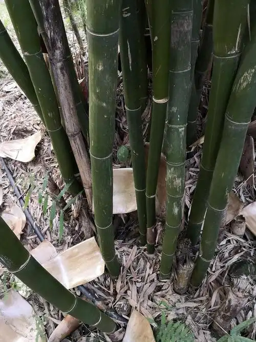 四川中部野生的竹子,怪不得是熊猫的栖息地