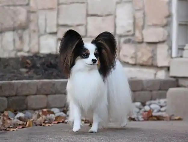 蝴蝶犬,英文名papillon,又称蝶耳犬和巴比伦犬,体高20-28厘米,体重3-5