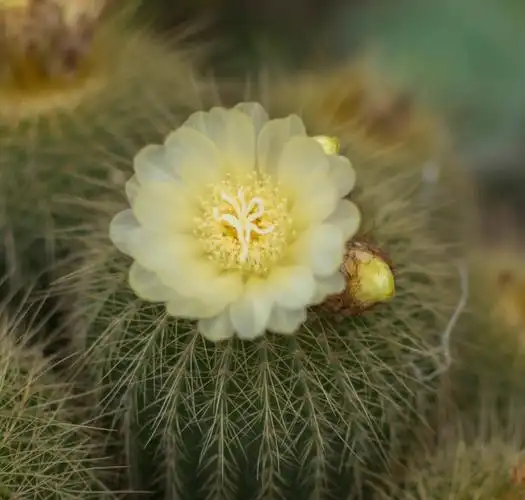 也许你不知道仙人球开花是这么美的