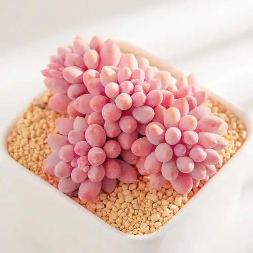 对粉红色的多肉完全没有抵抗力!