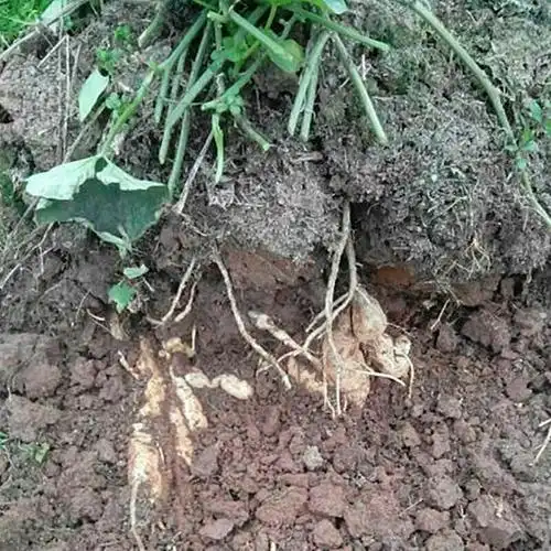 云南特产洋丝瓜根农家自种新鲜蔬菜洋瓜佛手瓜根 寿瓜 3斤【图片 价格