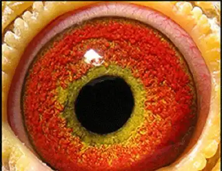 眼沙欣赏——黄眼