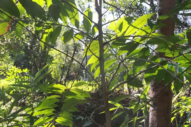 鹰爪花,别名鹰爪,五爪兰.