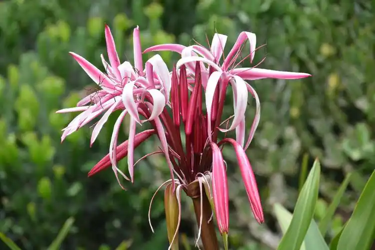 红花文殊兰                      2020年10月西双版纳中科院