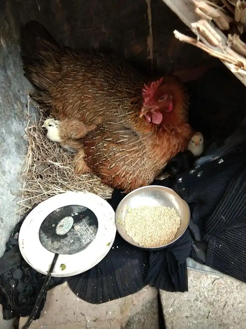 好多年没看到老母鸡抱小鸡了,看到这可爱的小鸡仔,又回想起小时 - 抖