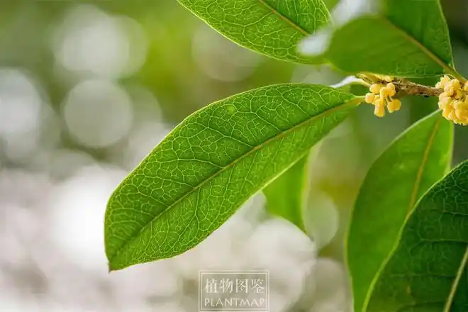 桂花也结果?
