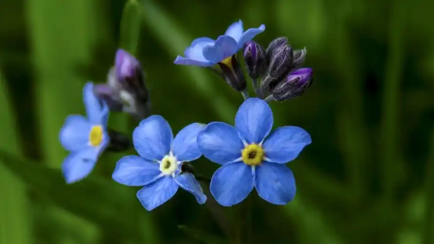勿忘我鲜花图片(勿忘我鲜花图片高清)