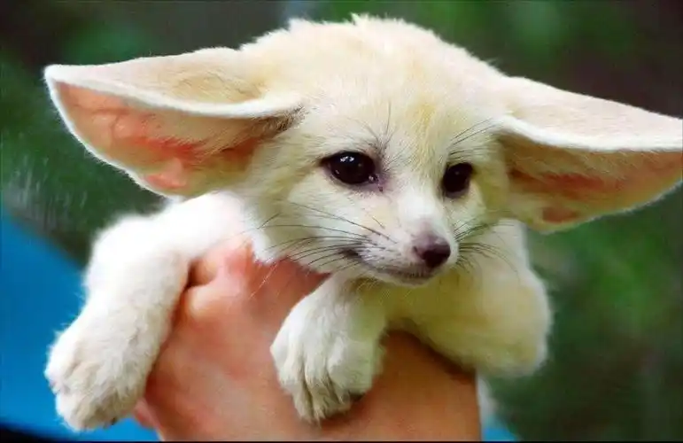 耳朵可不是一出生就有的,幼崽时期的耳廓狐,耳朵像是折耳猫一样耷拉着