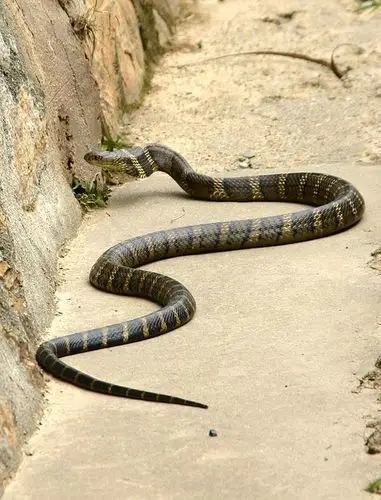 几张野生眼镜王蛇照片