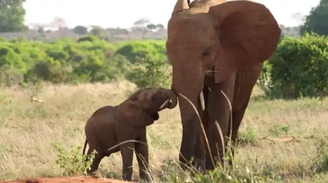 appletv纪录片大象女王发布预告讲述象群穿越非洲之旅