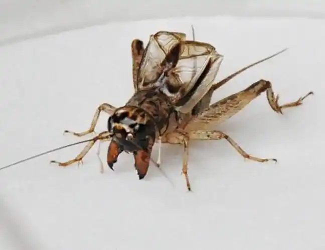 《又闻蛐蛐叫》-一场秋雨后,午间溜弯时听见蛐蛐的叫声后随笔