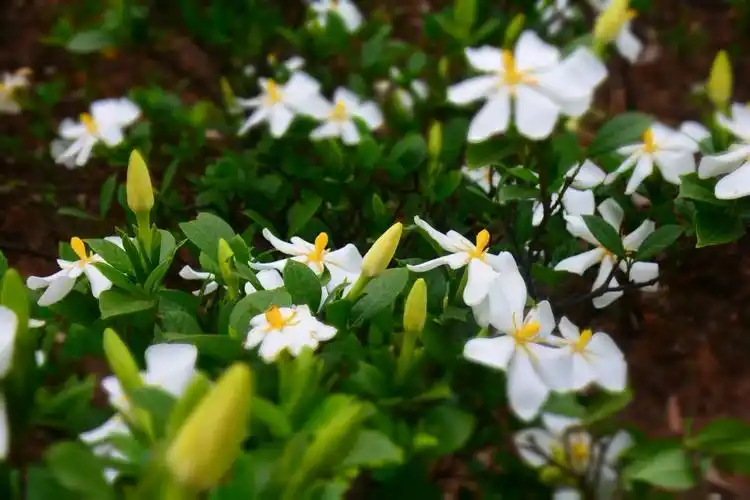大兴乡云峰山:栀子花开游客来……摄制:微笑娃娃
