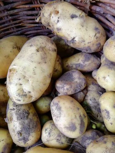 东北特产农家院新鲜现挖土豆种植绿色蔬菜纯天然农产品10斤