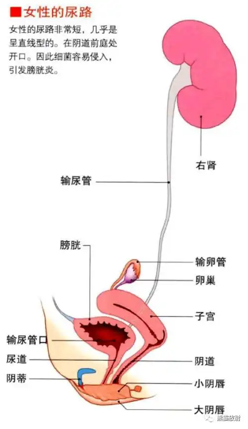 3d解剖丨消化呼吸泌尿系统
