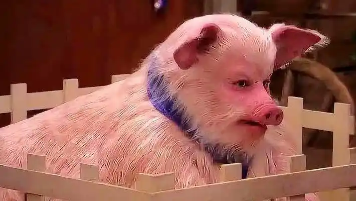 国外出现一头长着人脸的猪,当真相揭开后,网友们坐不住了!