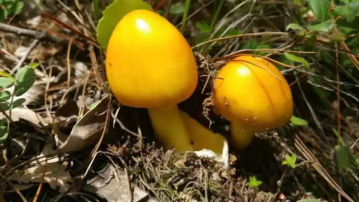 山野藏珍馐:橙盖鹅膏菌