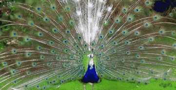 受到惊吓在动物园,我们经常看见孔雀开屏,动物学工作者认为,大红大绿