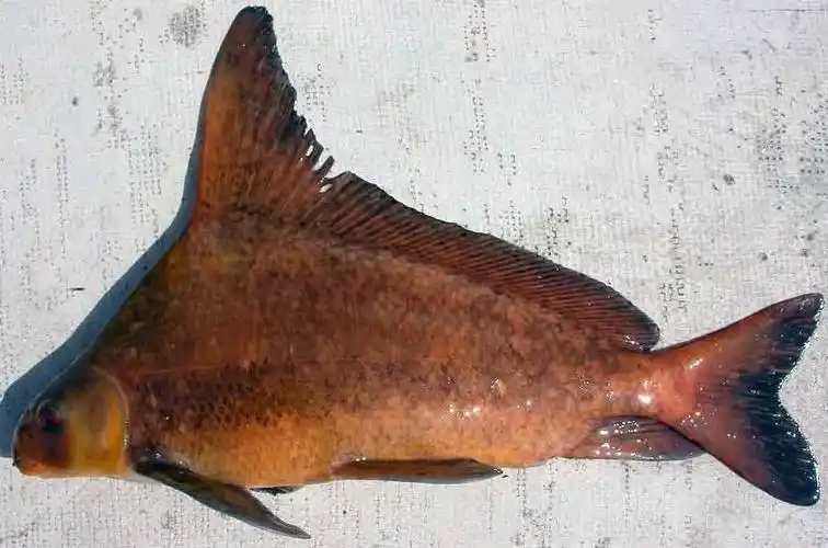 胭脂鱼俗称火烧鯿,分布於长江流域,以上游居多,福建闽江亦产,为