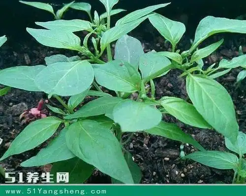 种的太晚,要么是水肥太大,经常浇水,水量过多,氮肥含量很高,影响辣椒