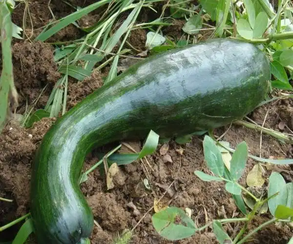 秋天的气温让人舒适全天26度,多吃经典菜,开胃增长食欲