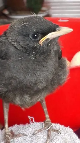 小八哥日龄怎么看,希望能有图片,谢谢!