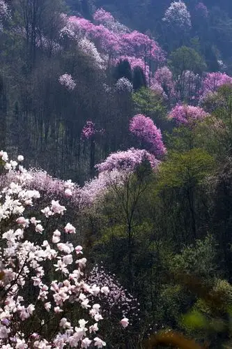 赏花 山的那边,粉红艳丽的辛夷花惹人醉野生的辛夷花只属四川江油和