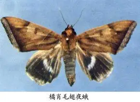 橘肖毛翅夜蛾图册_百度百科