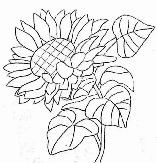 简笔画向日葵简笔画向日葵彩色