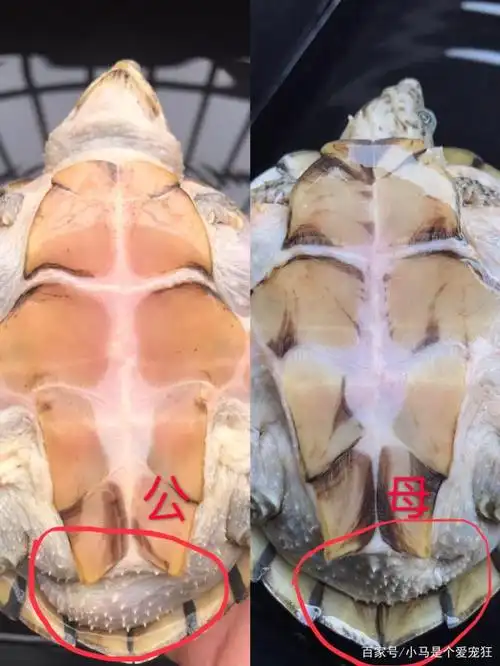 非常激烈还带一点惨烈,所以把公母隔离饲养或者控制公母比例非常重要