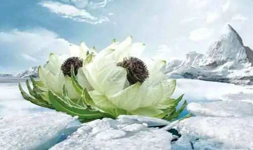 冰清玉洁的天山雪莲