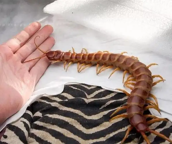 一种亚马逊巨型蜈蚣,看起来太吓人了