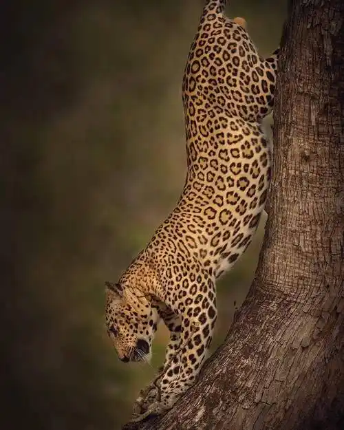 野性和力量之美肖兹荣格镜头下的野生动物