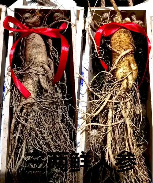 特大鲜人参单支一只半斤一斤泡酒大人参现挖东北长白山新鲜人参 200g