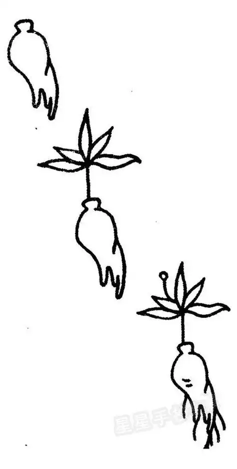 丹参怎么画简笔画