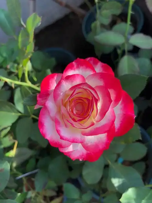 摩洛哥公爵红双喜月季