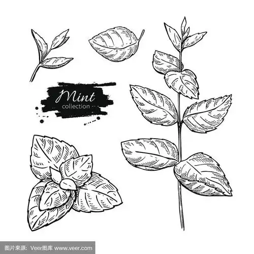 绘画插图,草本,叶子,矢量,薄荷