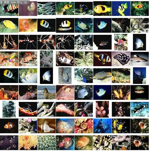 图片介绍当前图片:海洋生物大全,主题为海底生物,可用作海洋动物,海鲜