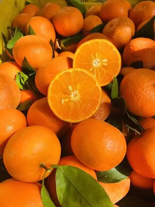 广西新鲜沃柑,现在口感纯甜,现摘现发,超级好吃吃过的都懂 沃柑可以邮