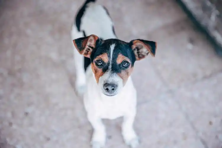 呆萌的中华田园犬图片,图片,壁纸,动物-桌酷