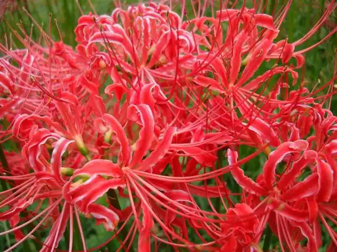 7种"小毒花",家里经常养,快认清"真面目",避免中毒啊_腾讯新闻