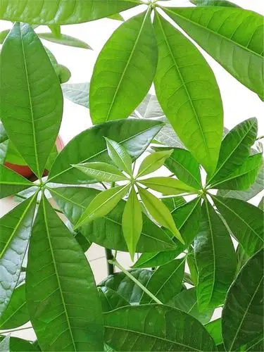 发财树叶子耷拉发黄,犯3错,赶紧改正,叶片挺立,绿油发亮!