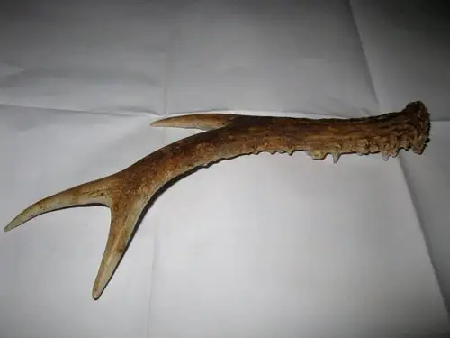 采纳 评论| |采纳率59% 擅长:生物学生态学花鸟鱼虫历史话题生活常识