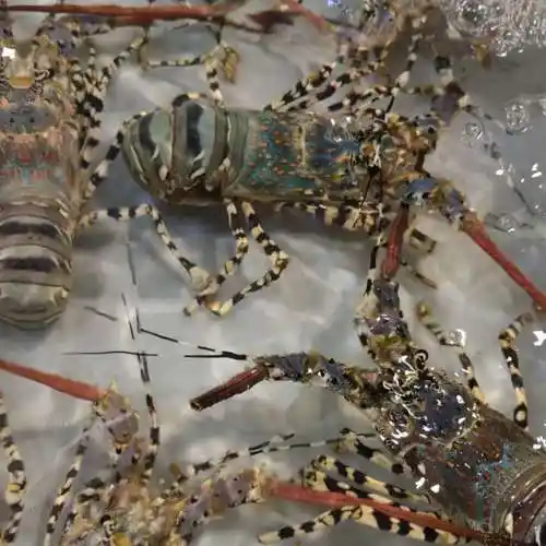 8-2斤(1只大花龙虾) 超大锦绣花龙虾【图片 价格 品牌 报价】-京东