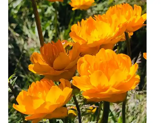 天然檀香金莲花介绍