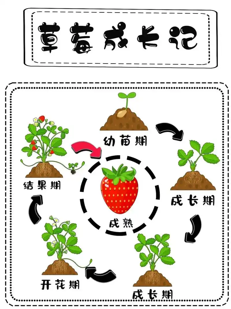幼儿园植物角《草莓成长记》植物角游戏材料.