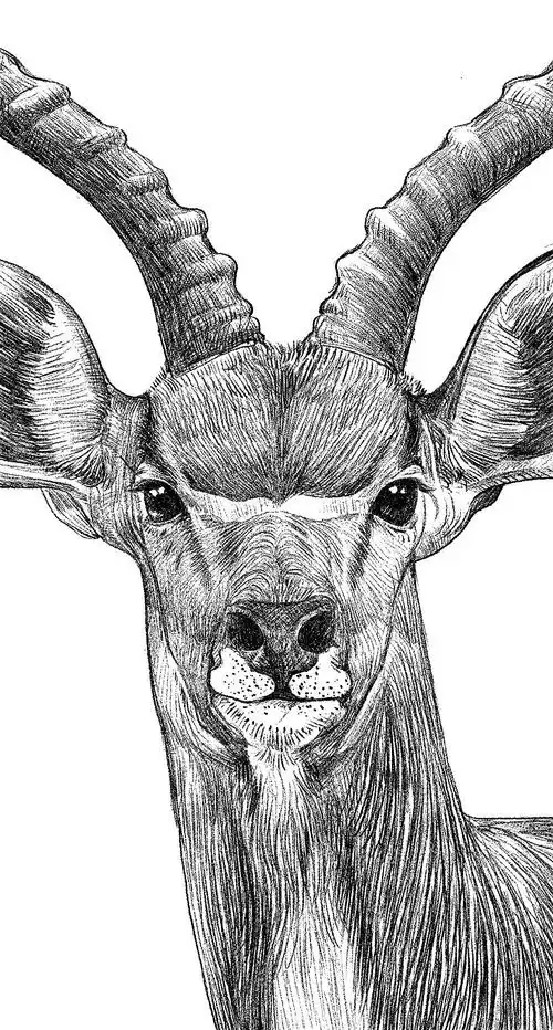 濒危动物之藏羚羊