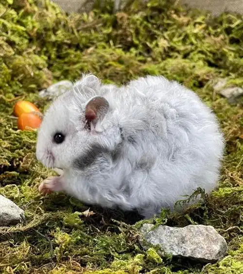 cmcm卷毛金丝熊长卷毛仓鼠金丝熊活体稀有高端品种家养金丝熊品质保证