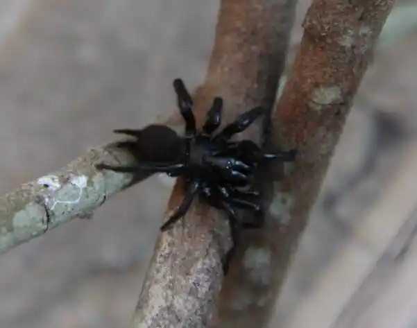 今天山上捉到的蜘蛛,不知道是什么呀?